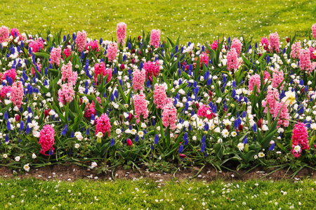 Detail of the floral beauty in Keukenhof Park, Netherlandsの写真素材