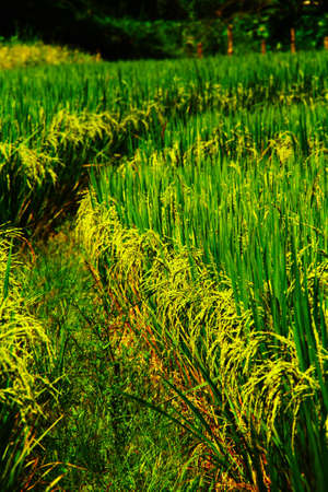 Paddy Rice (Young)の写真素材