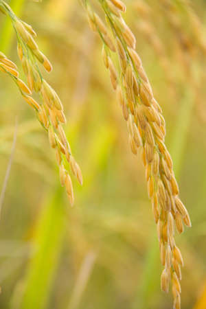 Paddy Riceの写真素材