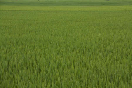 rice farm field