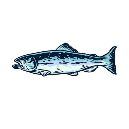 Vector illustration of salmon fish, and drawn line style with digital colorのイラスト素材