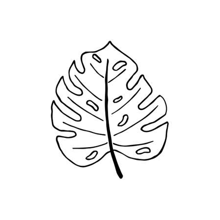 Sketch tropical monstera leaf in line art style. Doodle outline jungle plant. Hand drawn exotic leaves vector illustration isolated on white backgroundのイラスト素材