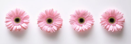 A stunning display of vibrant pink gerbera daisies showcasing their striking blooms and delicate petals, perfect for arrangements and a delightful addition for nature lovers and floral enthusiastsの素材