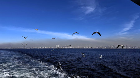 Seascape with gulls flying over wake, vibrant blue sky, distant city skyline on horizon, frothy ferry trail cutting through deep ocean, flock in varied flight poses, sunlight glinting on waterの写真素材