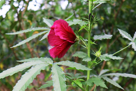 An Attractive Flower