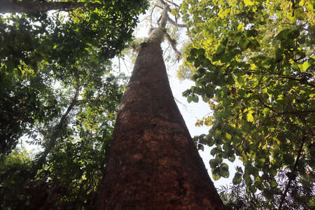 A Tall Tree at Lawachora National Forest