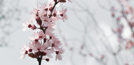 Cherry Blossomの写真素材