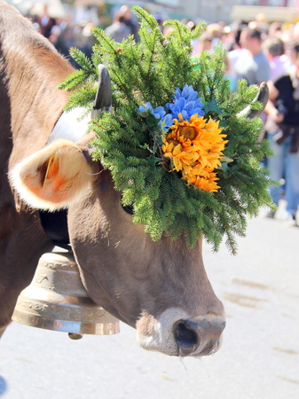 Almabzug - ceremonial driving down the cattle from the mountain pastures into the valley in autumn in SchÃ¼pfheim, Switzerlandの写真素材