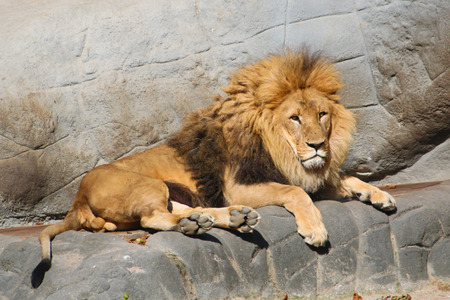Adult Male Lionの写真素材