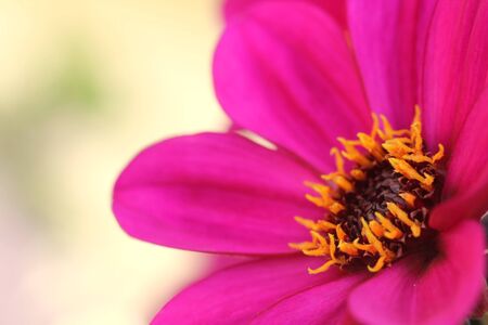 Purple dahlia flowers