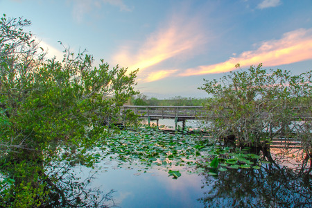 EVERGLADES. FLORIDA, USA - JANUARY 2016. Landscape.のeditorial素材