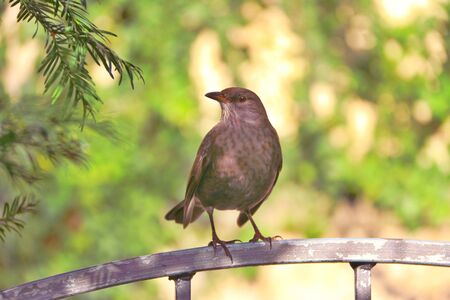 Blackbirdの写真素材