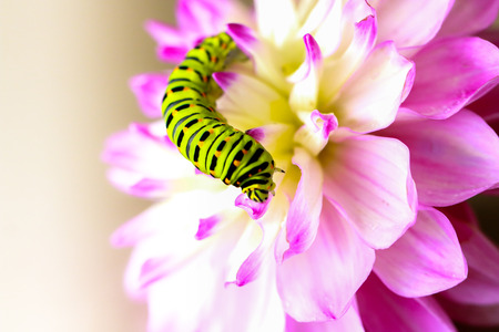 Swallowtail caterpillar on a pink Dahliaの写真素材