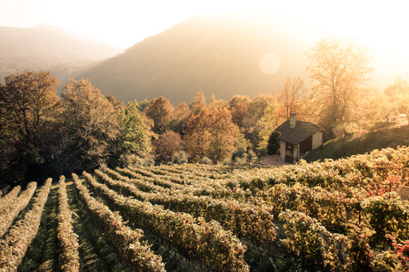 Rows of vine in a vineyard in ticino, switzerland at sunsetの写真素材