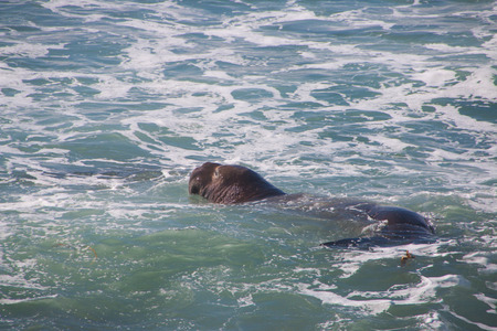 Swimming elephant seals laying on the beach sunbathing in USA, Californiaの写真素材