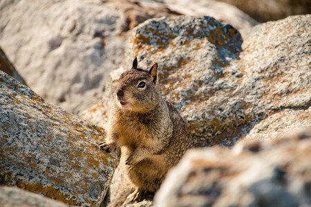 sweet curious california ground squirrel, animal in california