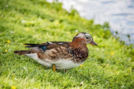 Young male mandarin duck in the meadowの写真素材