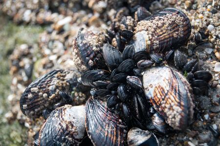 Black Shells growing on a rock at the beach
