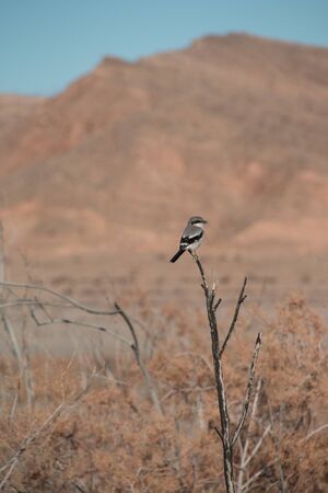 Loggerhead Shrike bird in the nature of lake mead recreation area, Nevada, USAの写真素材