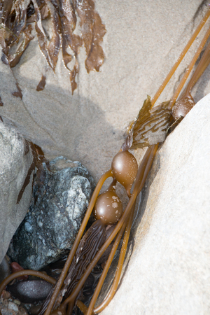 Kelp seaweed on the sand at the beachの写真素材