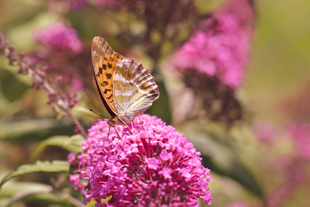 Silver-washed Fritillary or Argynnis paphia sitting on a pink flowerの写真素材