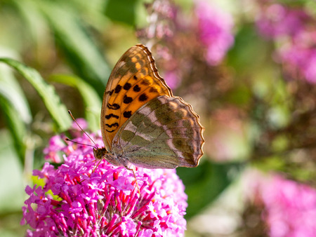 Silver-washed Fritillary or Argynnis paphia on a pink flowerの写真素材