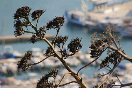 A tree with port on the background in Sidi Bou Said Tunisiaの写真素材