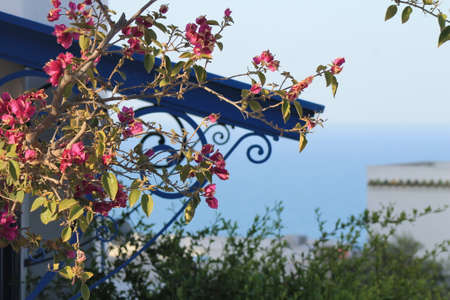 window in Sidi Bou Said decorated with flowers