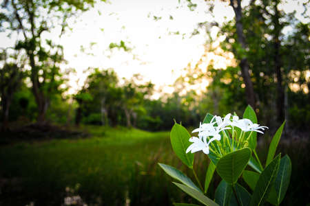 flowerの写真素材