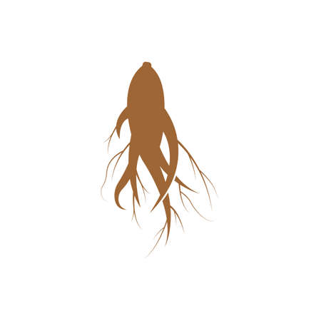 Ginseng vector icon illustration design templateのイラスト素材