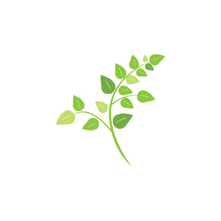 Moringa leaf illustration vector designのイラスト素材
