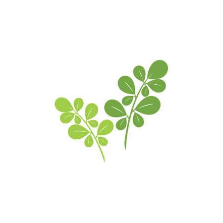 Moringa leaf illustration vector designのイラスト素材