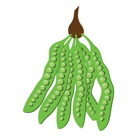 Parkia speciosa Hassk vegetable isolated on white backgroundのイラスト素材