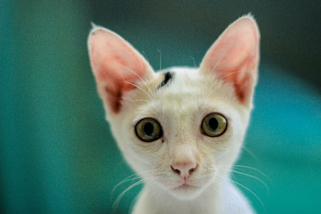 white cat funny