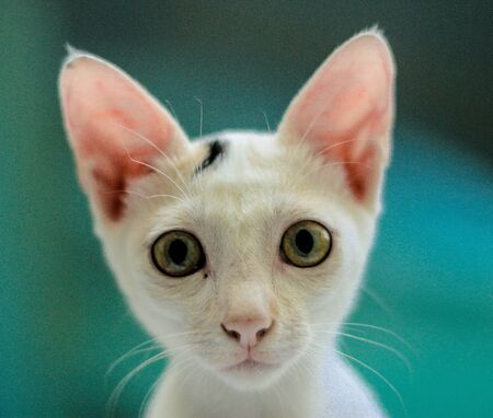 cute funny catの写真素材
