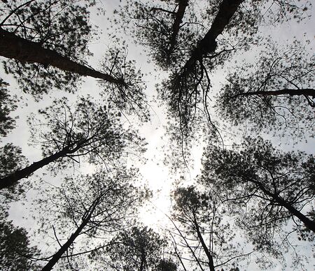 silhoutte Pine forestsの写真素材
