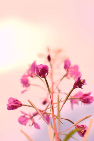 Flower in the skyの写真素材