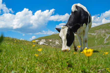 Photo of the black and white cow grazing on meadow in mountains. Cattle on a mountain pasture. Summer sunny day. Cow in pasture. Mountain meadow. Green meadow in mountains and cow, summer landscapeの写真素材