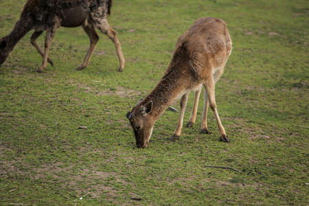 Photo of the Young deer on the green fieldの写真素材