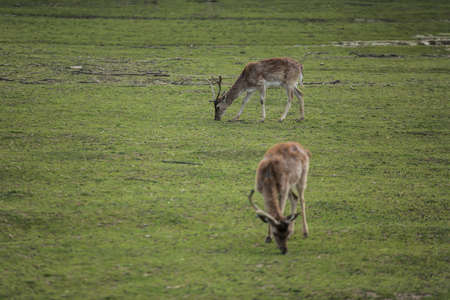 Photo of the Young deer on the green fieldの写真素材