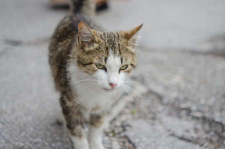 Photo of the cat.の写真素材