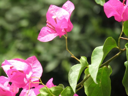 Small pink flowering plantの写真素材