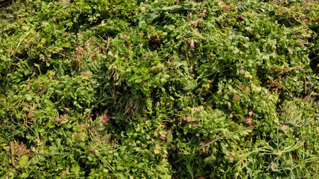 Fresh coriander bunches piled on floor at vegetable market in Islamabad showing natural green produce and rural tradeの写真素材
