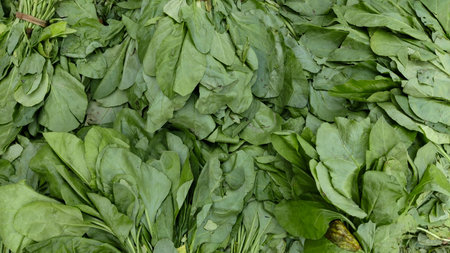 Fresh spinach leaves close up showing natural green texture and moisture reflecting freshness and...