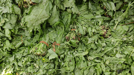 Fresh spinach bunches piled on floor for sale at Islamabad vegetable market showing natural harvest and local produceの写真素材