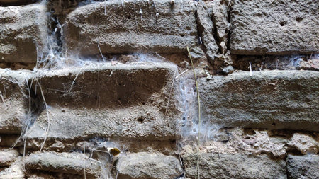 Spider web on ancient stone wall of Rohtas Fortの写真素材