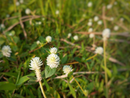 â€œSmall White Wildflowers Growing in Green Grassâ€
