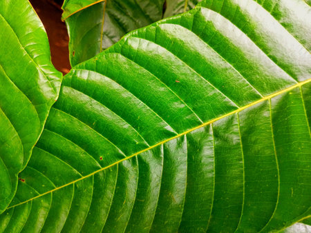 Detailed Green Leaf Surface â€“ Natural Botanical Texture Background