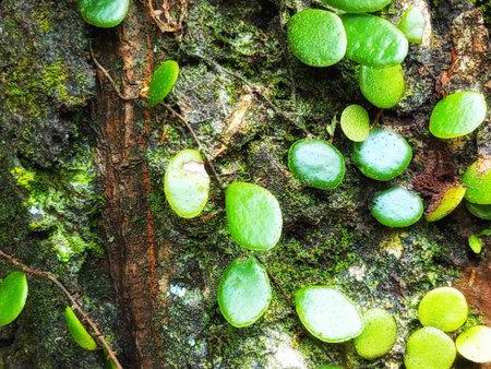 Green plant on the bark of a tree in the rainforest.