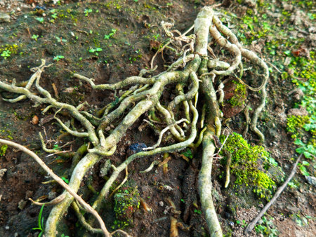 Front view of tree roots spreading across the soil with natural texture in an outdoor environment.
